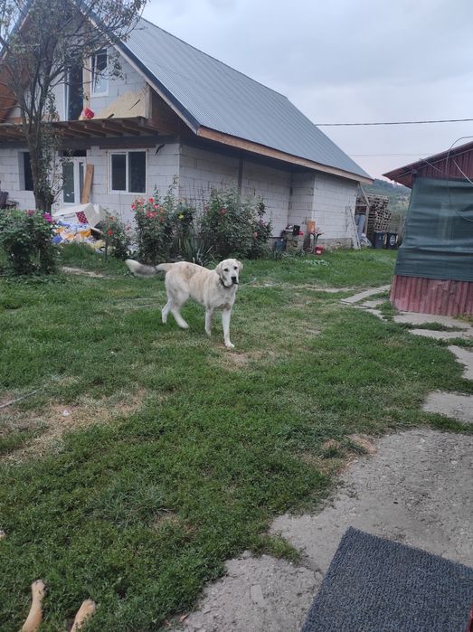 Ciobanesc Asia Centrală