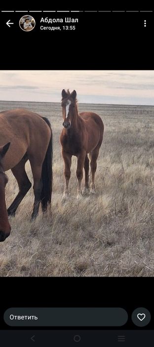 Жабагы сатамыз.полу тяждар еркек