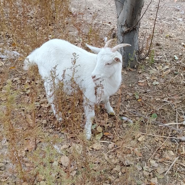 Орыс ешкылер сатылады