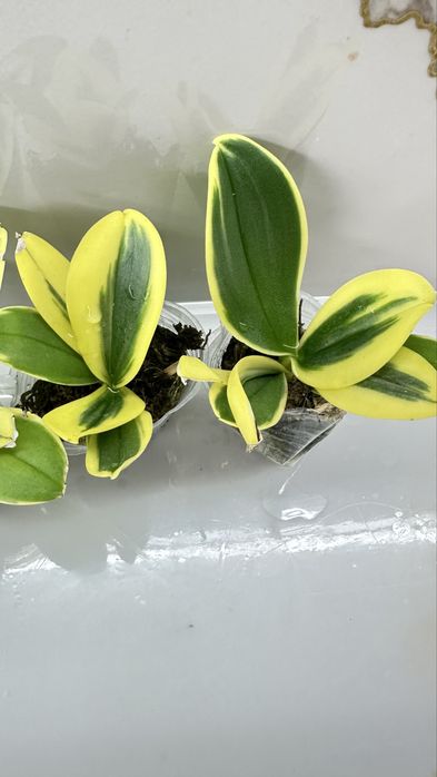 Орхидеи 1,7 по 2000