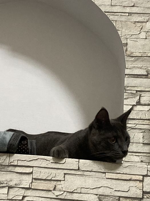 Продается Кот полупародистый. 11 месяцев.