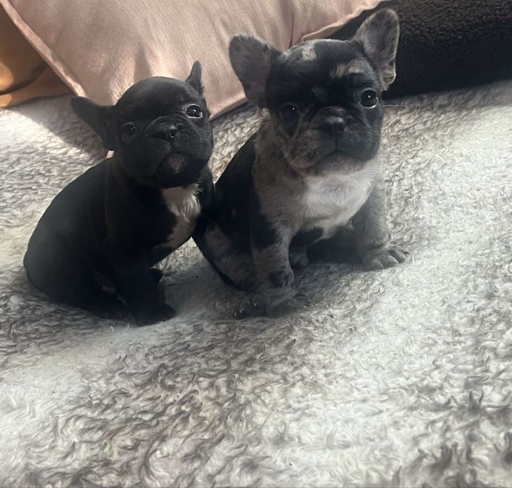 Продават се малки френски булдогчета