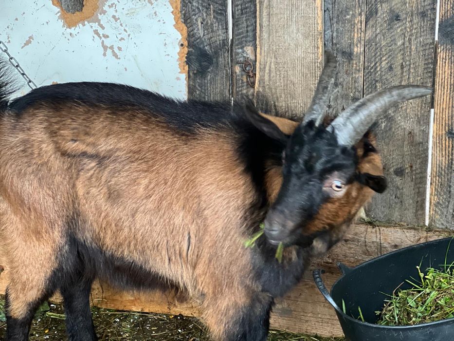 Schimb tap alpin francez