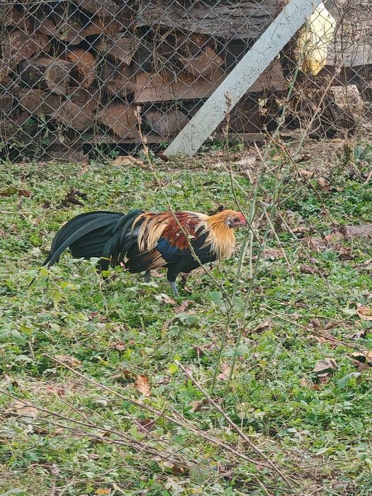 Pheonix pitic tineret