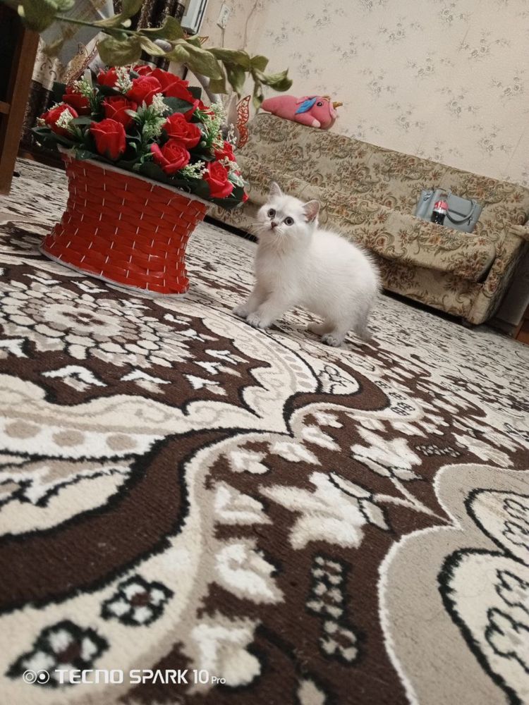 Британская короткошерстная ! Девочка!