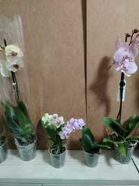 Орхидея от 5000тг