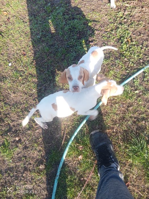 Кучета пойтер ..