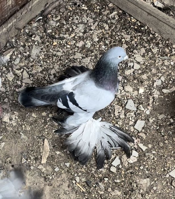 Голуби сизие пара