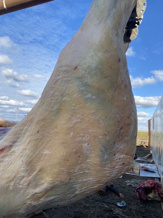 Соғымға семіз ет керек болса хабарласыңыздар!