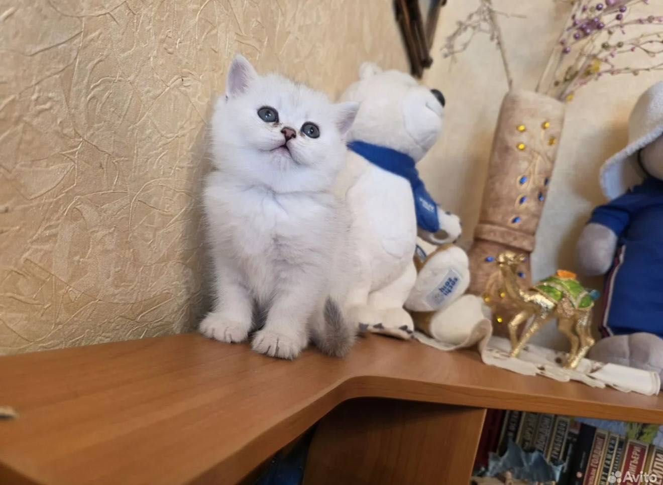 Продаются милашки Серебристая шиншила