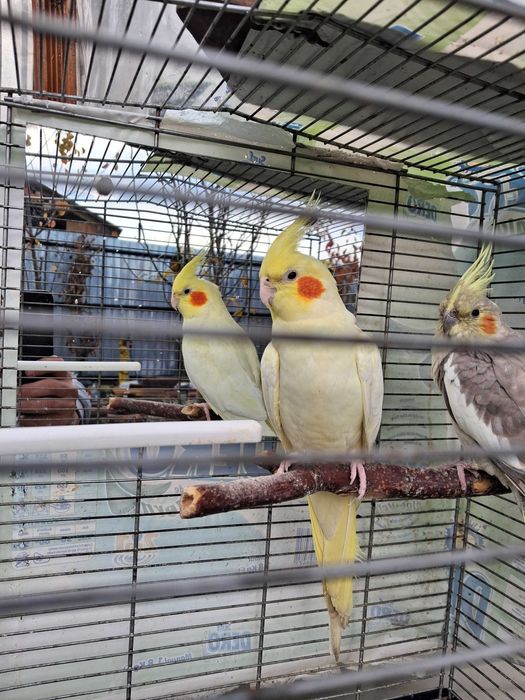 Vând nimfă mascul in vârstă de 2 ani!!!