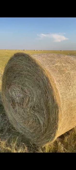 Сено луговое рулон  300кг