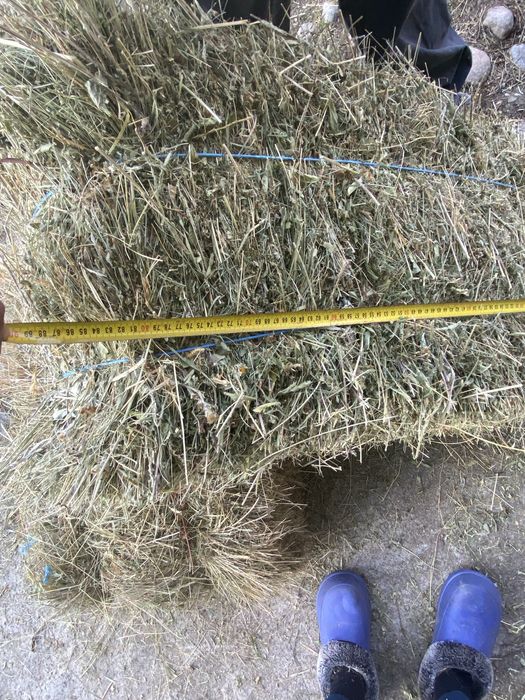 Vand baloti fan calitate superioara