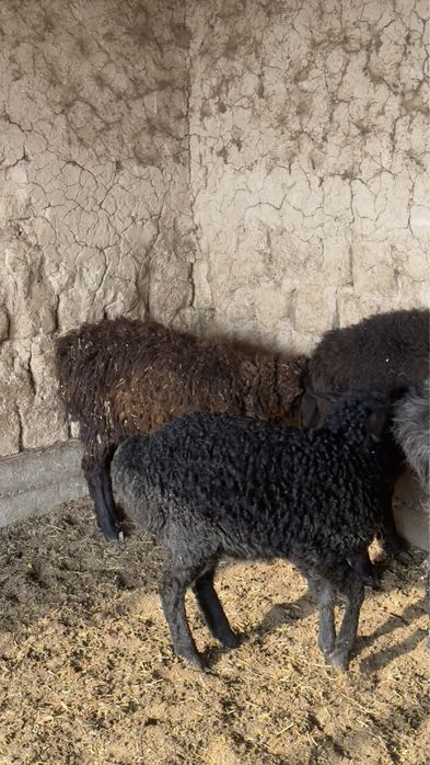 Козылар сатылады