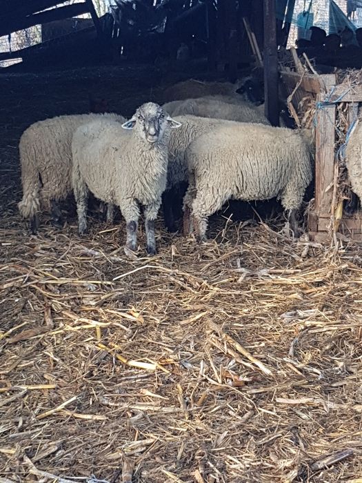 De vanzare oi metis de suffolk