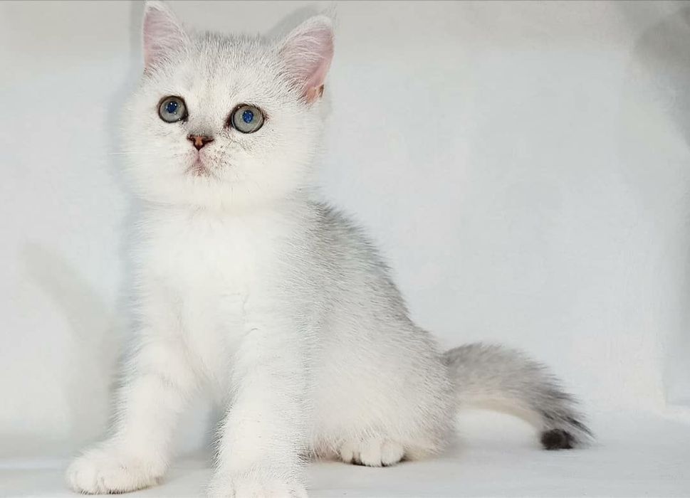 Продается котята серебристая шиншила л