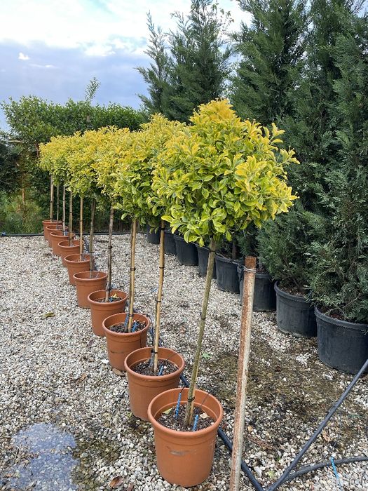 Plante ornamentale calitate superioara