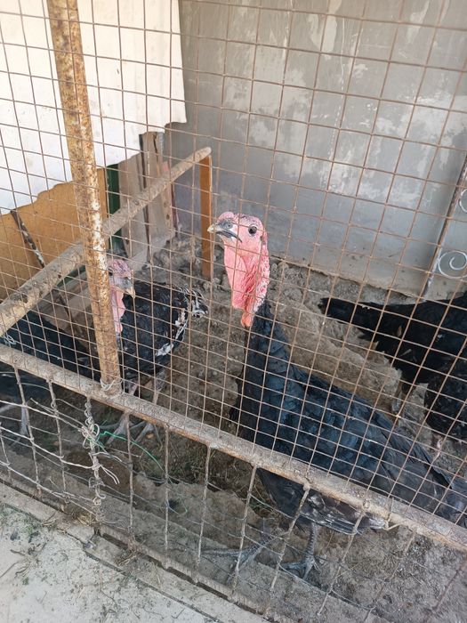 Продается индушки