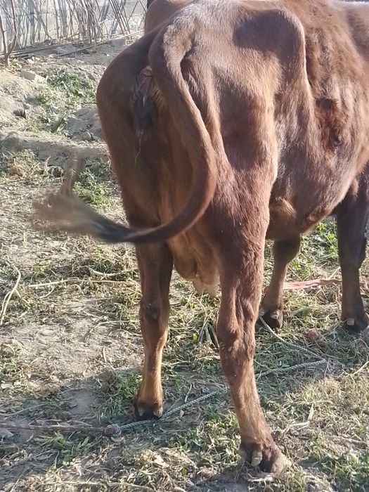 Ona bola sigir sotiladi bolasi urxochi 25 mln kami bor