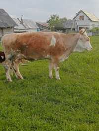 Vnd vaca baltata romneasca cu aldoilia vitel