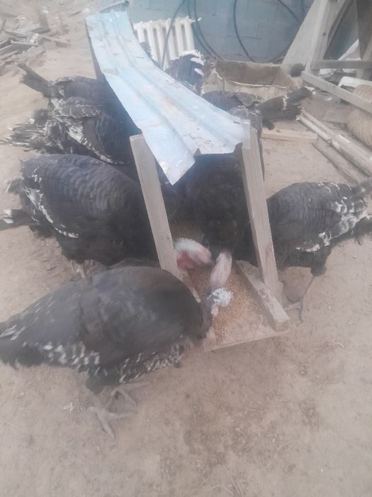 Продам индюки самцы