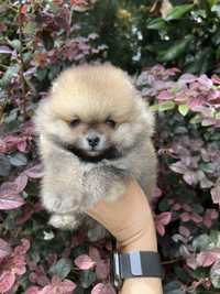 Pomeranian baietel mini