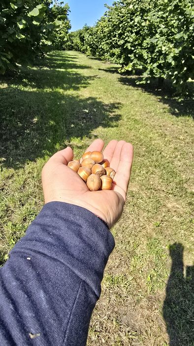 Plantație cu aluni