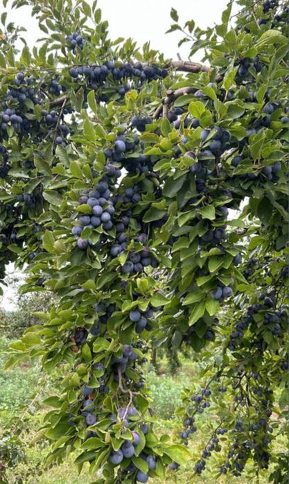 Vindem prune pentru palinca