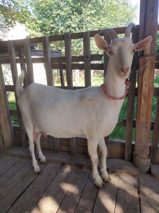 Ешкілер бар   сатылады Зааненская