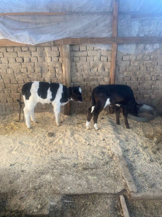Ona bola sigir 2ta buzoqchasi bor