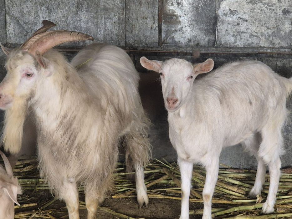 Vând un țap  și o capră Saanen