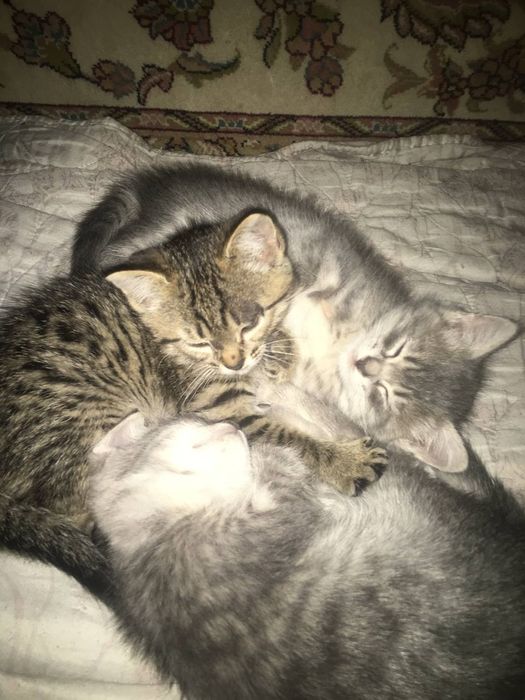 Котята в хорошие руки