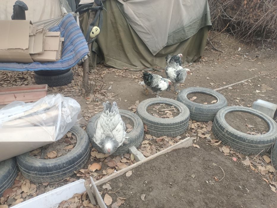 Продам. Брамы. 5курей и 1 петух.