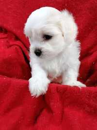 Bichon Maltez pui