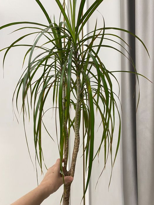 Драцена комнатная 1,45 см