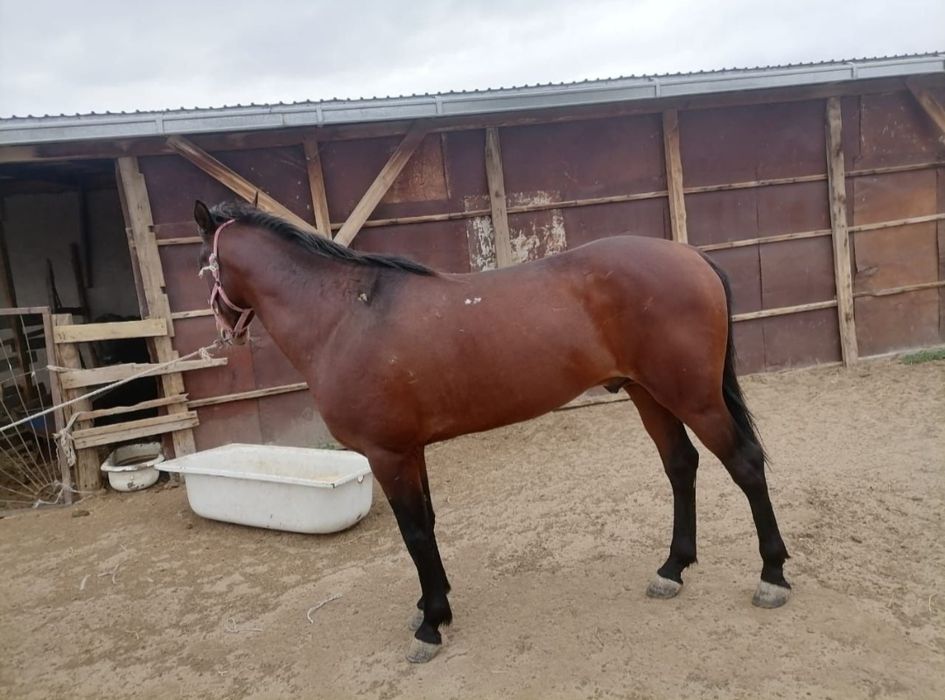 Срочно айгыр сатылады