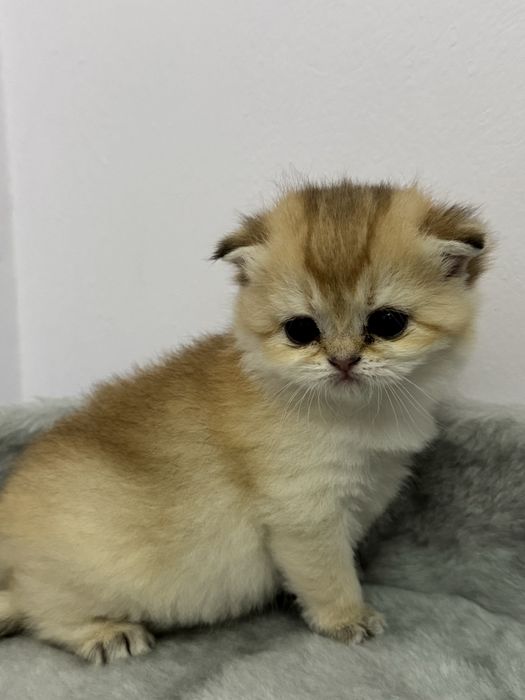 Золотистые и серебристые шиншиллы с полным пакетом документов