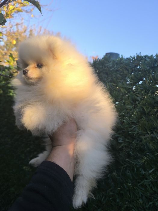 Мъжки померанчета