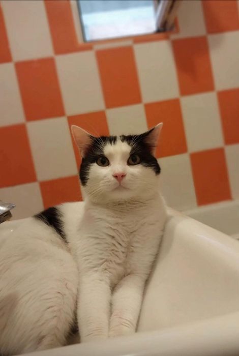 Donez motănel castrat NOROCEL