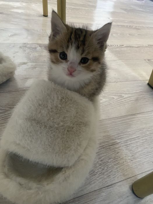 Отдам котенка добрые руки!