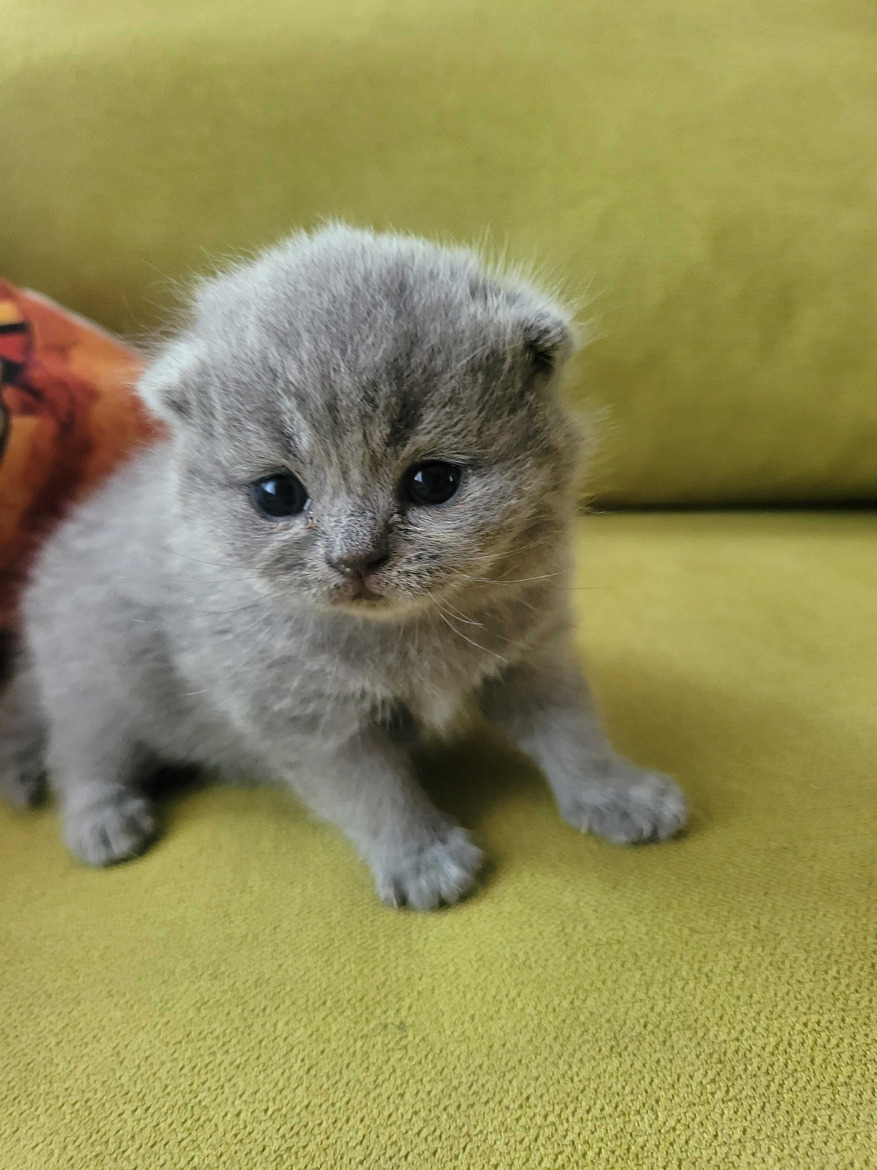 Котета "Британки"