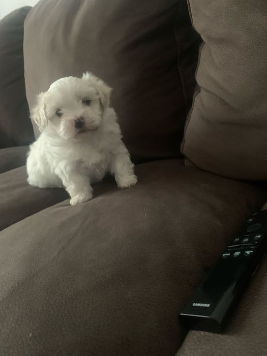 Bichon maltez Mini Toy