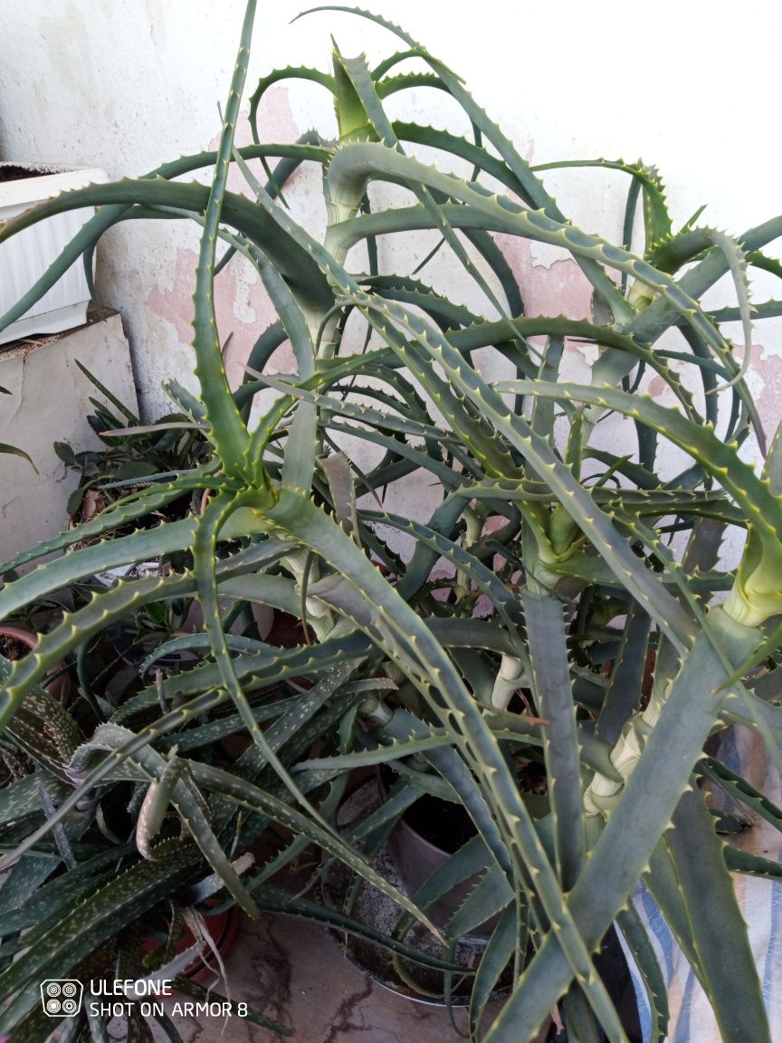 Продавам жълта кливия. Алое Arborescens и Алое Barbadensis