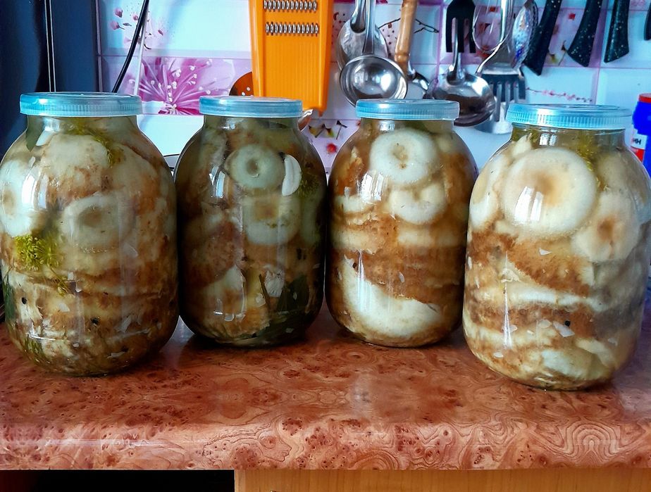 Грузди солёные, настоящие сырые.