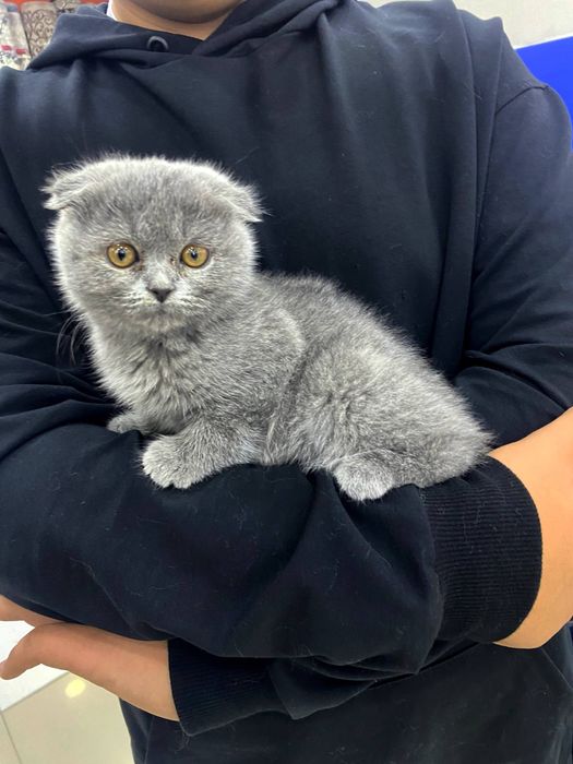 Продается котенок