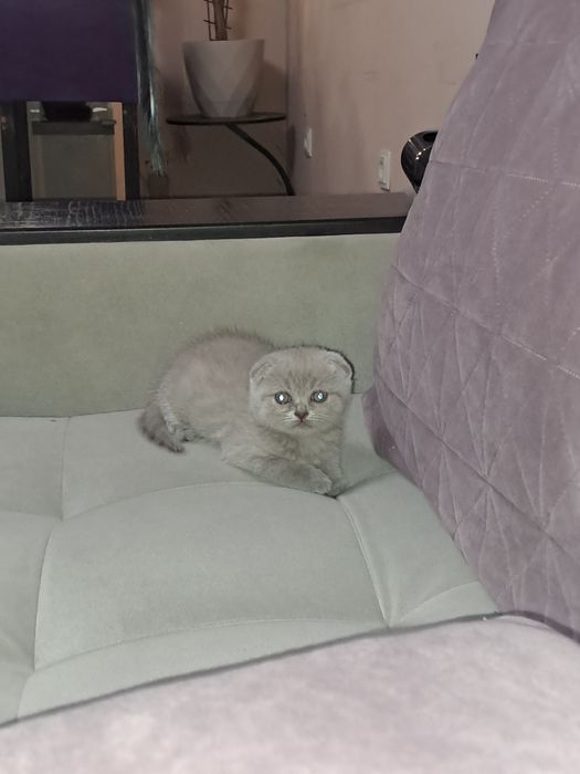 Шотладски клепоухи котета
