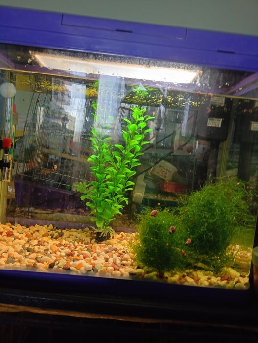 Аквариум за риби