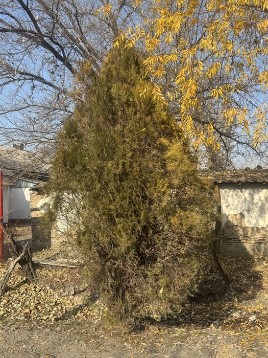 Ёлка 4,5 метр.