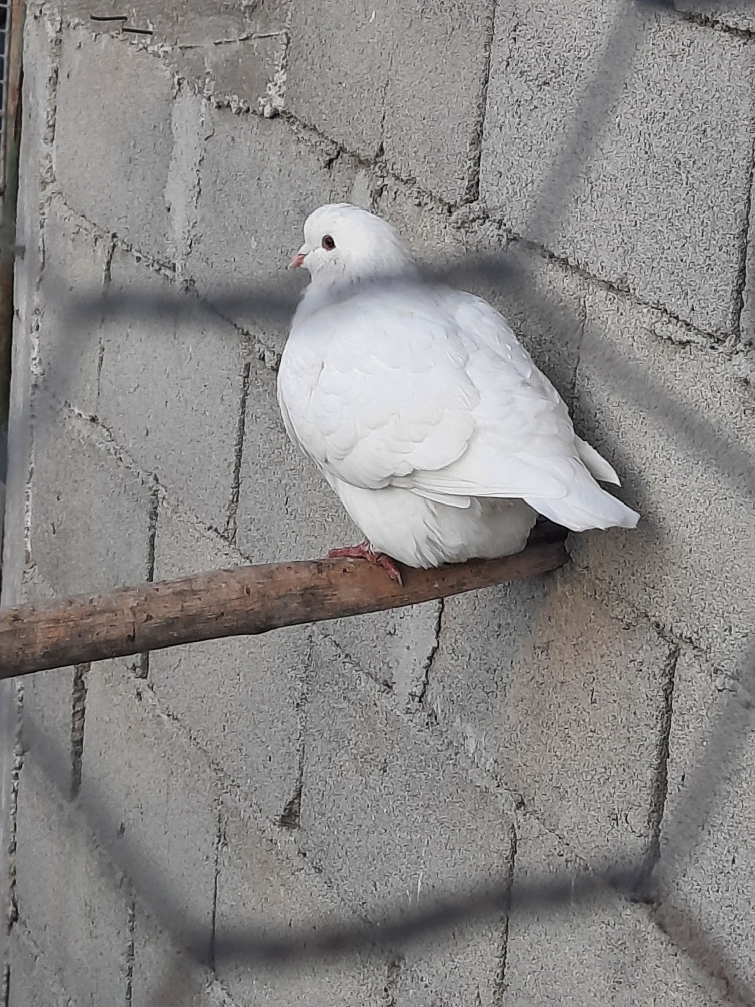 Vând porumbei găinar