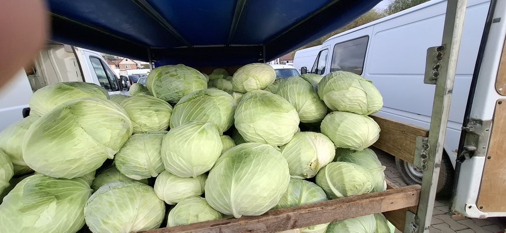 Varză de toamnă plată